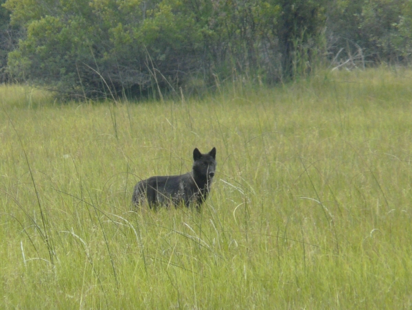 Photo of Canis lupus by Douglas Leighton